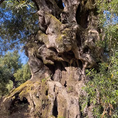 Anta House By The Sea ヴィラ Lithakia