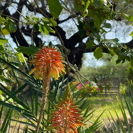 Anta House By The Sea Lithakia